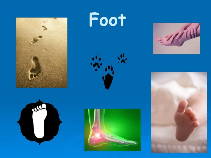 Foot