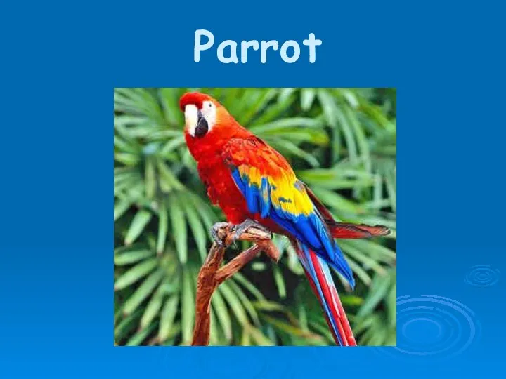 Parrot