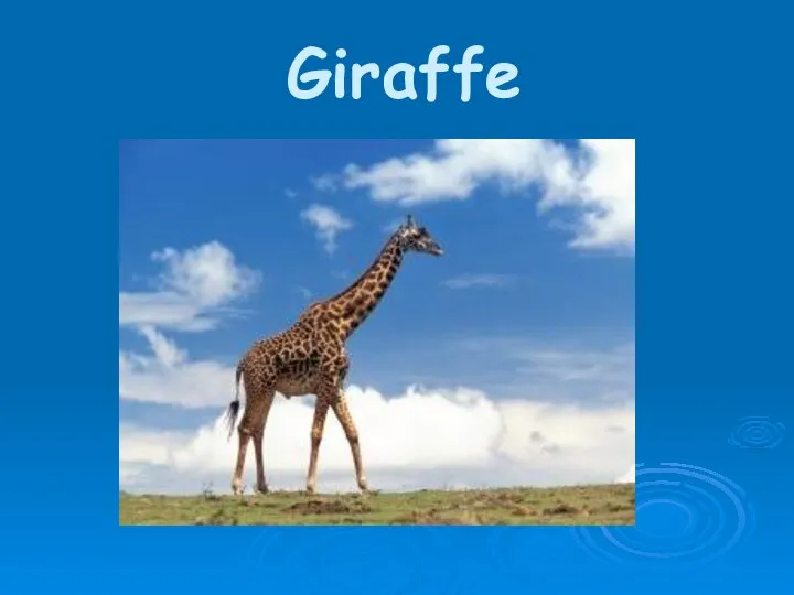 Giraffe