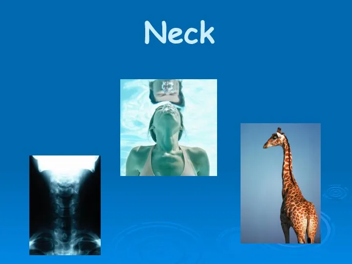 Neck