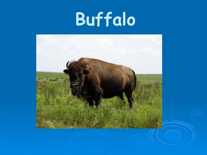 Buffalo