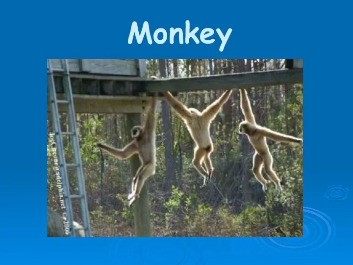 Monkey