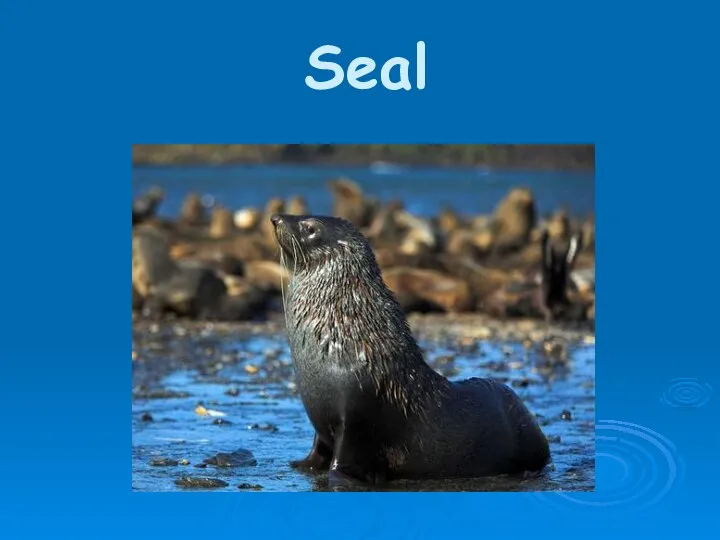 Seal