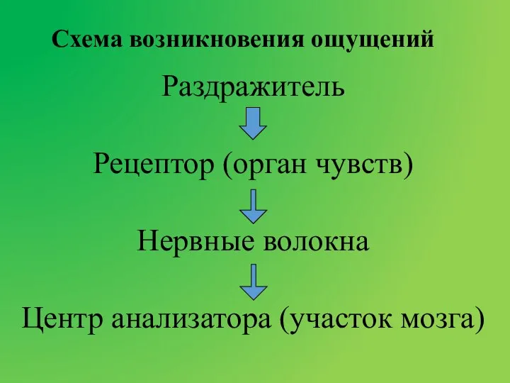 Схема возникновения ощущений Раздражитель Рецептор (орган чувств) Нервные волокна Центр анализатора (участок мозга)