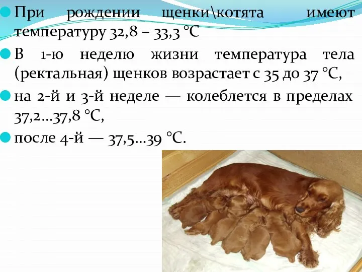 При рождении щенки\котята имеют температуру 32,8 – 33,3 °С В 1-ю неделю