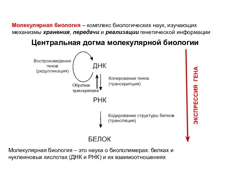 Молекулярная биология – комплекс биологических наук, изучающих механизмы хранения, передачи и реализации