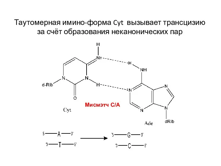 Таутомерная имино-форма Cyt вызывает трансцизию за счёт образования неканонических пар Мисмэтч С/А