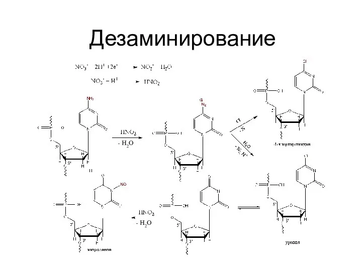 Дезаминирование - H2O - H2O