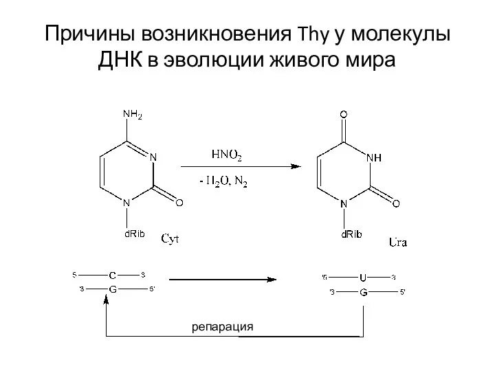 Причины возникновения Thy у молекулы ДНК в эволюции живого мира репарация