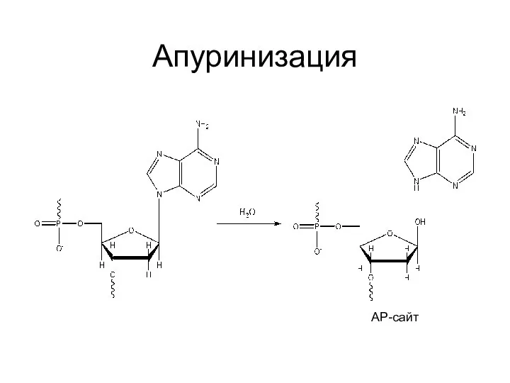 Апуринизация АР-сайт