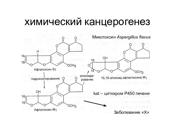 химический канцерогенез kat – цитохром Р450 печени Микотоксин Aspergillus flavus Заболевание «Х»
