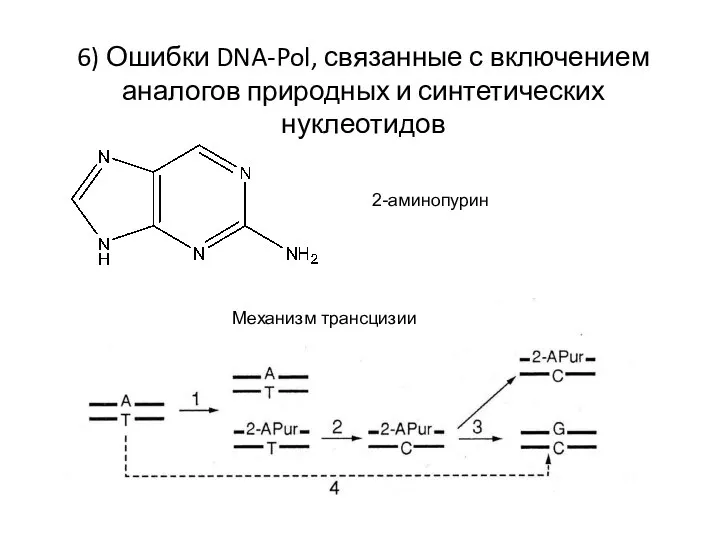 6) Ошибки DNA-Pol, связанные с включением аналогов природных и синтетических нуклеотидов 2-аминопурин Механизм трансцизии