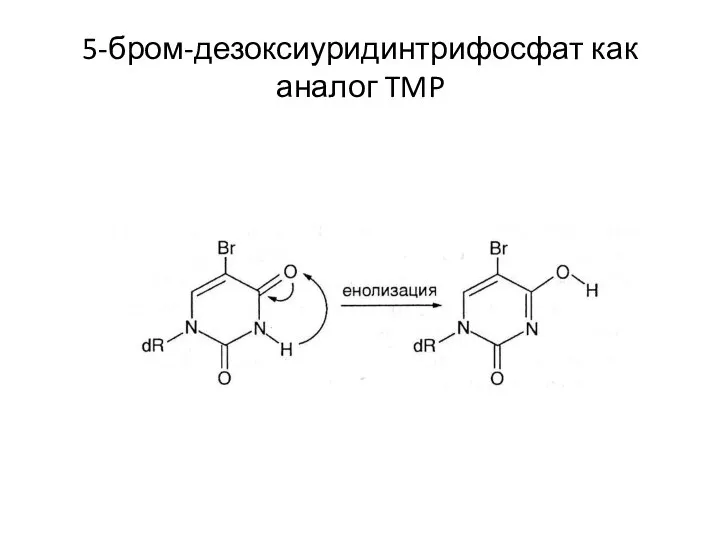 5-бром-дезоксиуридинтрифосфат как аналог TMP