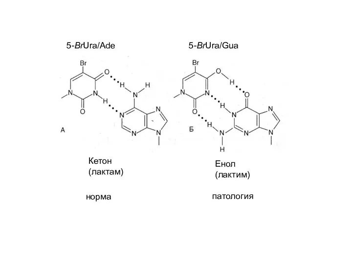 5-BrUra/Ade 5-BrUra/Gua норма патология Кетон (лактам) Енол (лактим)