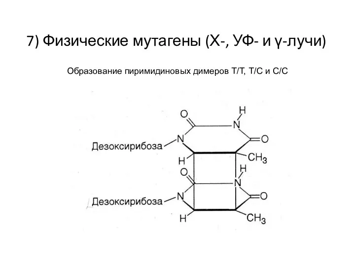 7) Физические мутагены (Х-, УФ- и γ-лучи) Образование пиримидиновых димеров Т/Т, Т/С и С/С