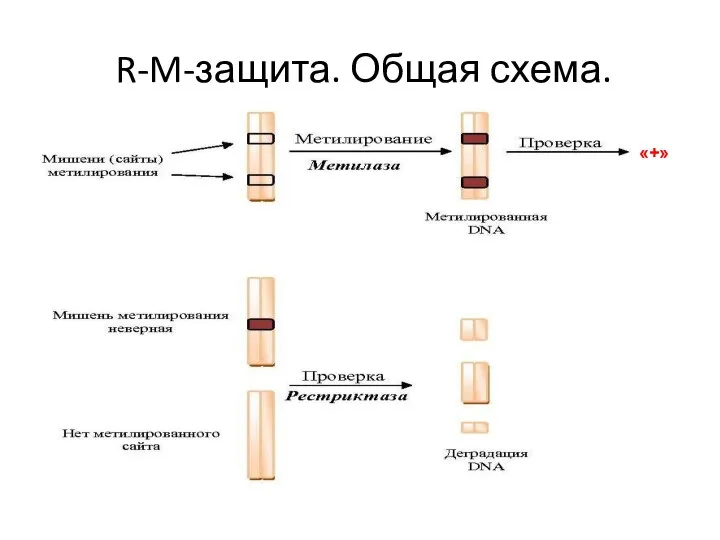 R-M-защита. Общая схема. «+»