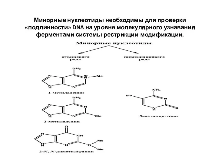 Минорные нуклеотиды необходимы для проверки «подлинности» DNA на уровне молекулярного узнавания ферментами системы рестрикции-модификации.