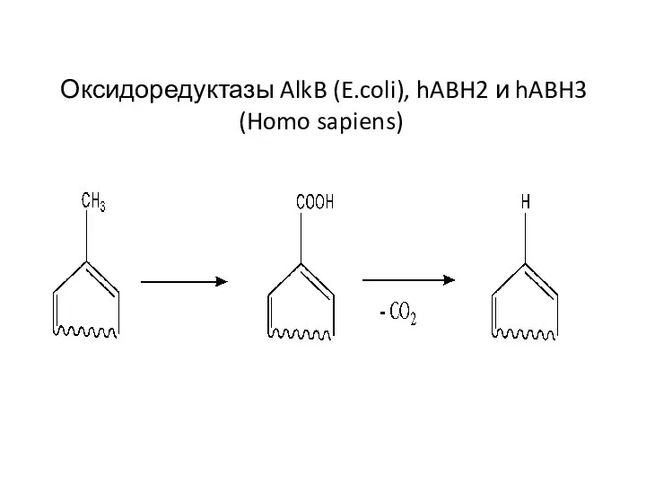 Оксидоредуктазы AlkB (E.coli), hABH2 и hABH3 (Homo sapiens)