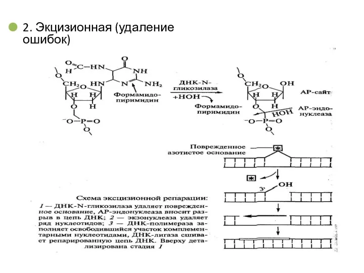 2. Экцизионная (удаление ошибок)