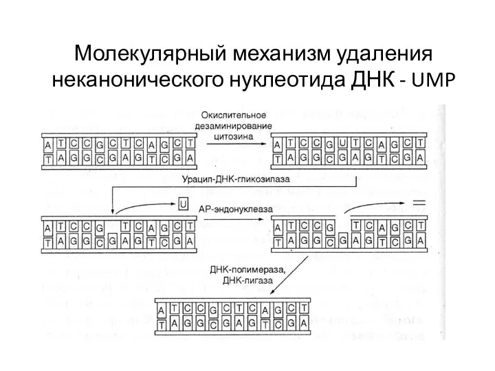 Молекулярный механизм удаления неканонического нуклеотида ДНК - UMP