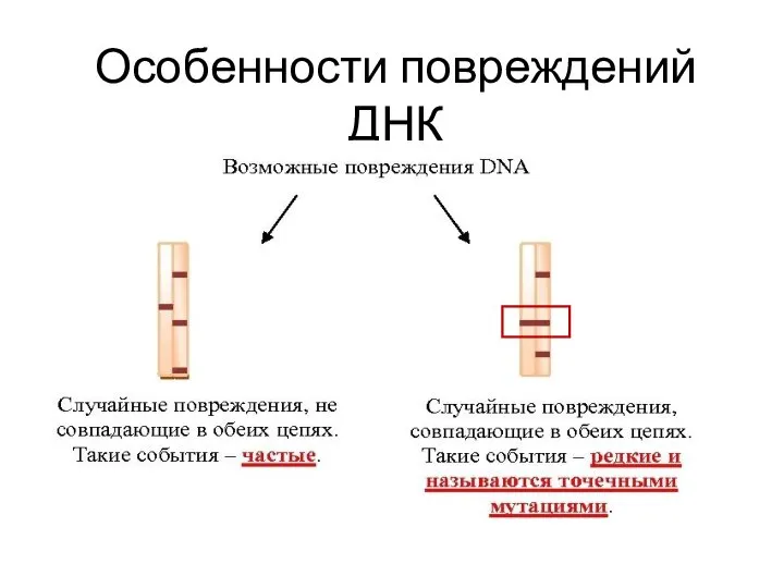 Особенности повреждений ДНК