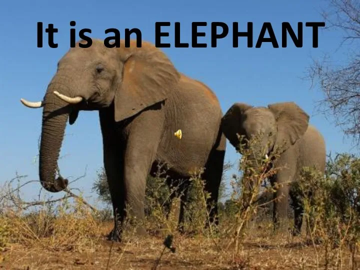 It is an ELEPHANT