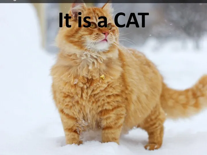 It is a CAT