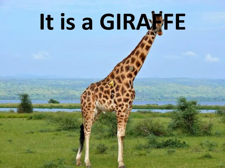It is a GIRAFFE