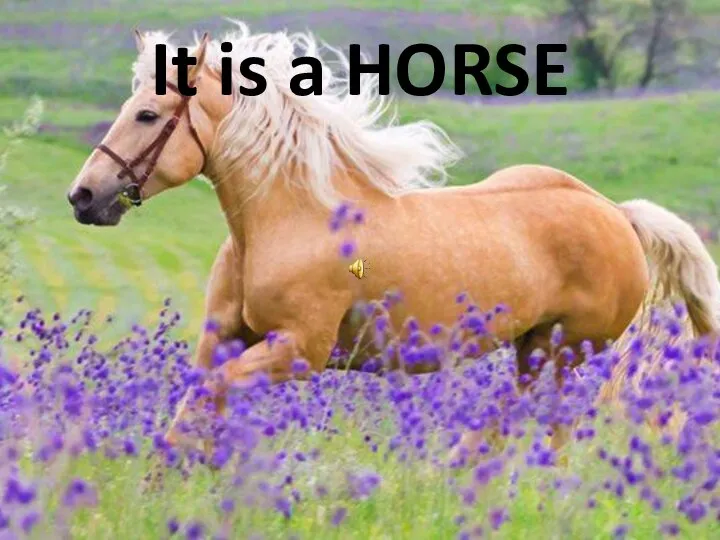 It is a HORSE
