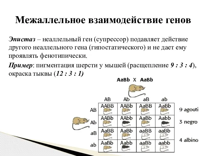 Эпистаз – неаллельный ген (супрессор) подавляет действие другого неаллельного гена (гипостатического) и