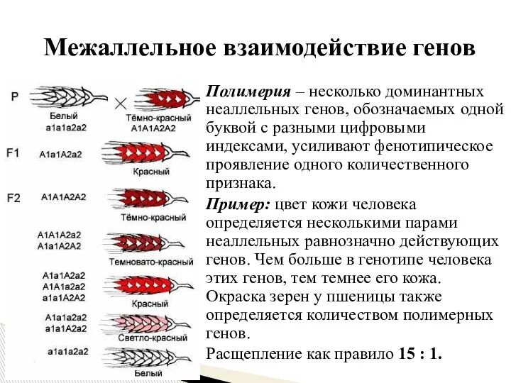 Полимерия – несколько доминантных неаллельных генов, обозначаемых одной буквой с разными цифровыми