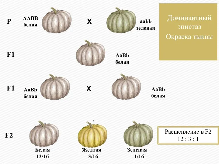 Доминантный эпистаз Окраска тыквы Р Х Х F1 F2 Расщепление в F2