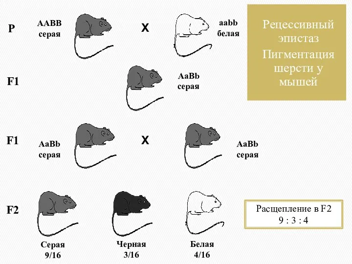 Рецессивный эпистаз Пигментация шерсти у мышей Р Х Х F1 F2 Расщепление