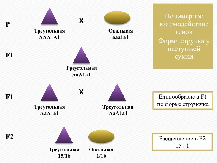 Р Х Х F1 F1 Расщепление в F2 15 : 1 Полимерное