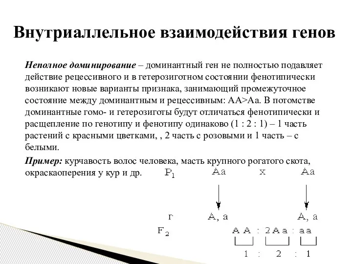 Неполное доминирование – доминантный ген не полностью подавляет действие рецессивного и в