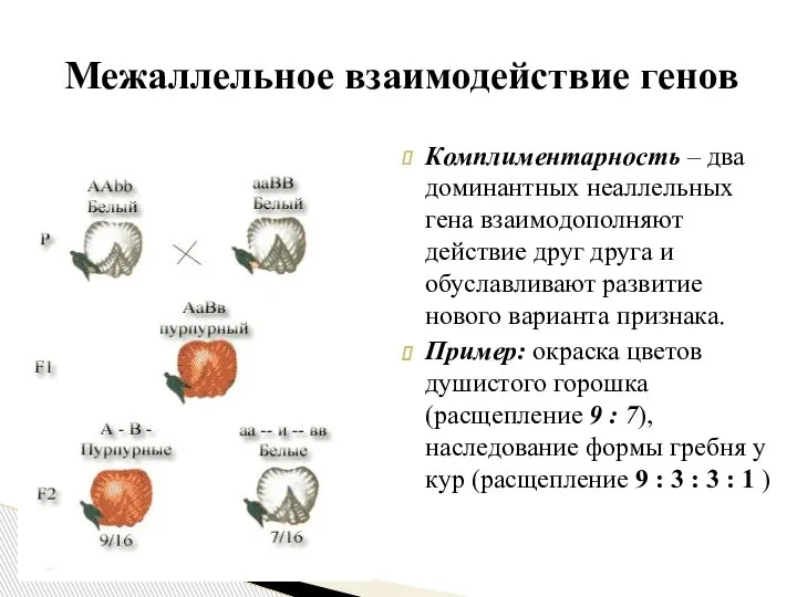 Комплиментарность – два доминантных неаллельных гена взаимодополняют действие друг друга и обуславливают