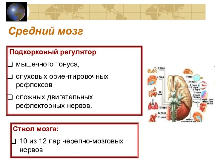 Средний мозг Подкорковый регулятор мышечного тонуса, слуховых ориентировочных рефлексов сложных двигательных рефлекторных