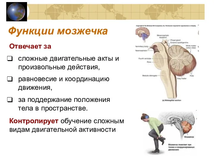 Функции мозжечка Отвечает за сложные двигательные акты и произвольные действия, равновесие и