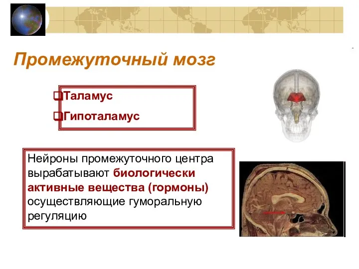 Промежуточный мозг Таламус Гипоталамус Нейроны промежуточного центра вырабатывают биологически активные вещества (гормоны) осуществляющие гуморальную регуляцию