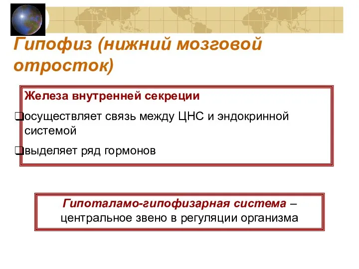 Гипофиз (нижний мозговой отросток) Железа внутренней секреции осуществляет связь между ЦНС и