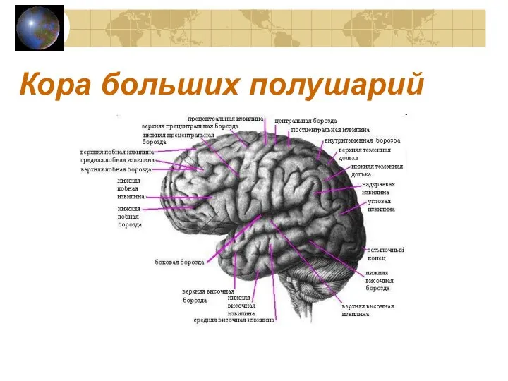 Кора больших полушарий