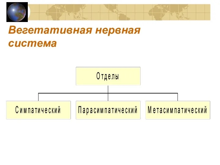 Вегетативная нервная система