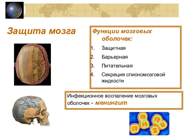 Защита мозга Функции мозговых оболочек: Защитная Барьерная Питательная Секреция спиономозговой жидкости Инфекционное