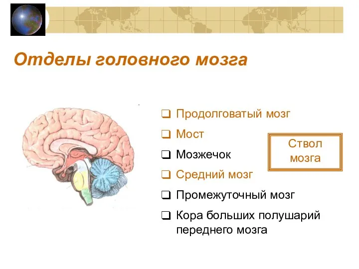Отделы головного мозга Продолговатый мозг Мост Мозжечок Средний мозг Промежуточный мозг Кора
