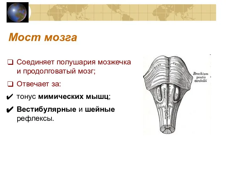 Мост мозга Соединяет полушария мозжечка и продолговатый мозг; Отвечает за: тонус мимических