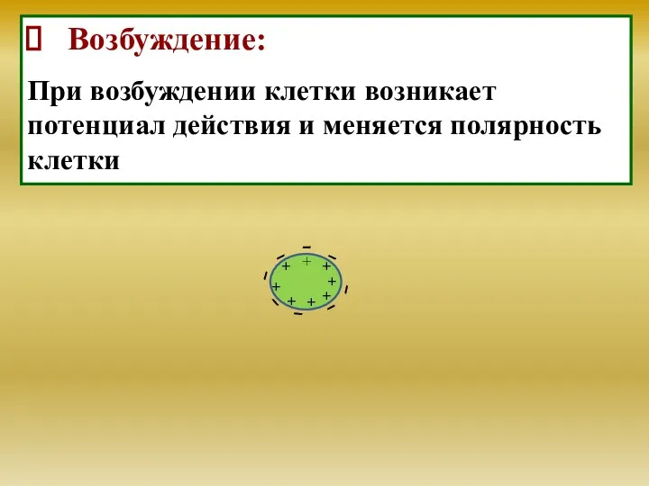 Возбуждение: При возбуждении клетки возникает потенциал действия и меняется полярность клетки