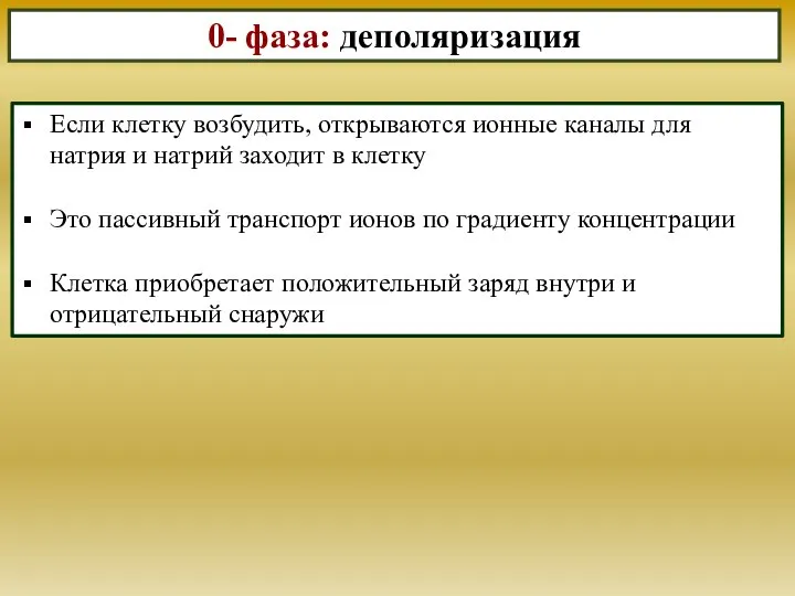 Если клетку возбудить, открываются ионные каналы для натрия и натрий заходит в