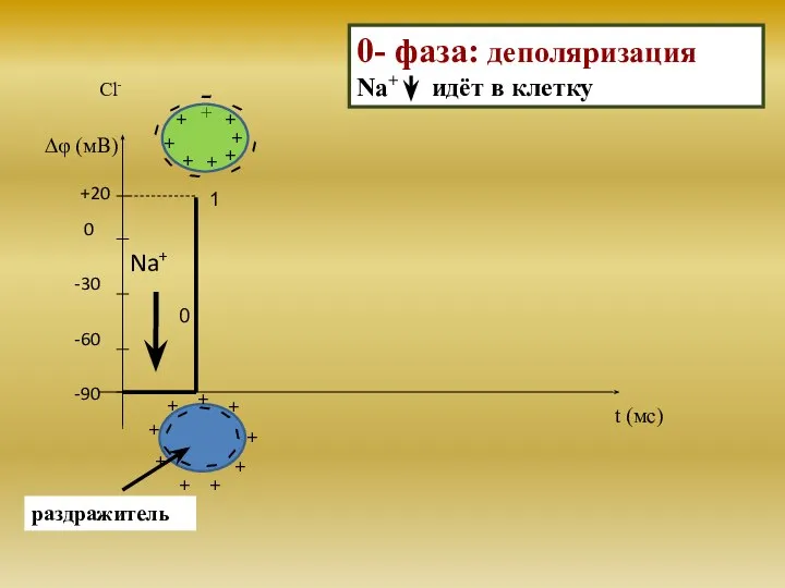 0 -30 -60 -90 Na+ раздражитель Cl- 1 0 +20 t (мс)