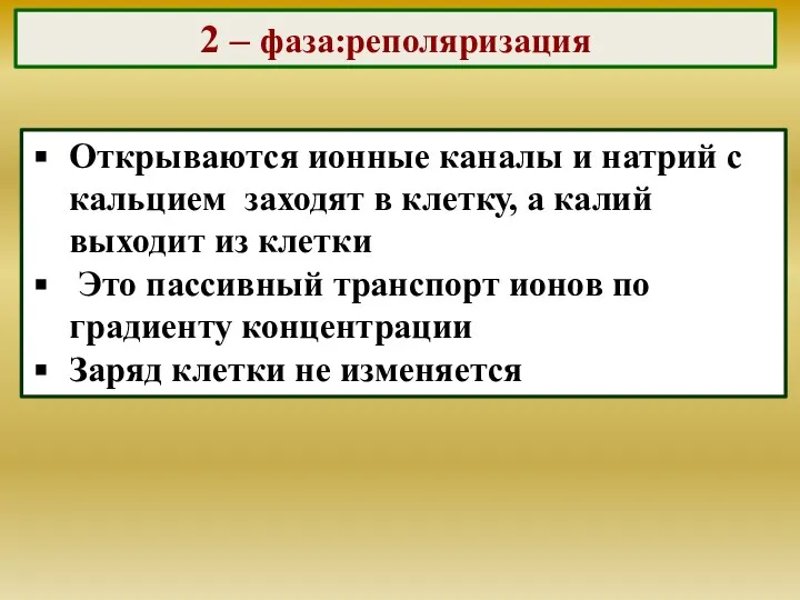 2 – фаза:реполяризация Открываются ионные каналы и натрий с кальцием заходят в