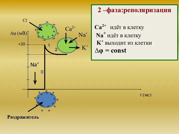 Na+ Раздражитель Cl- 1 2 0 +20 Ca2+ Na+ K+ t (мс)